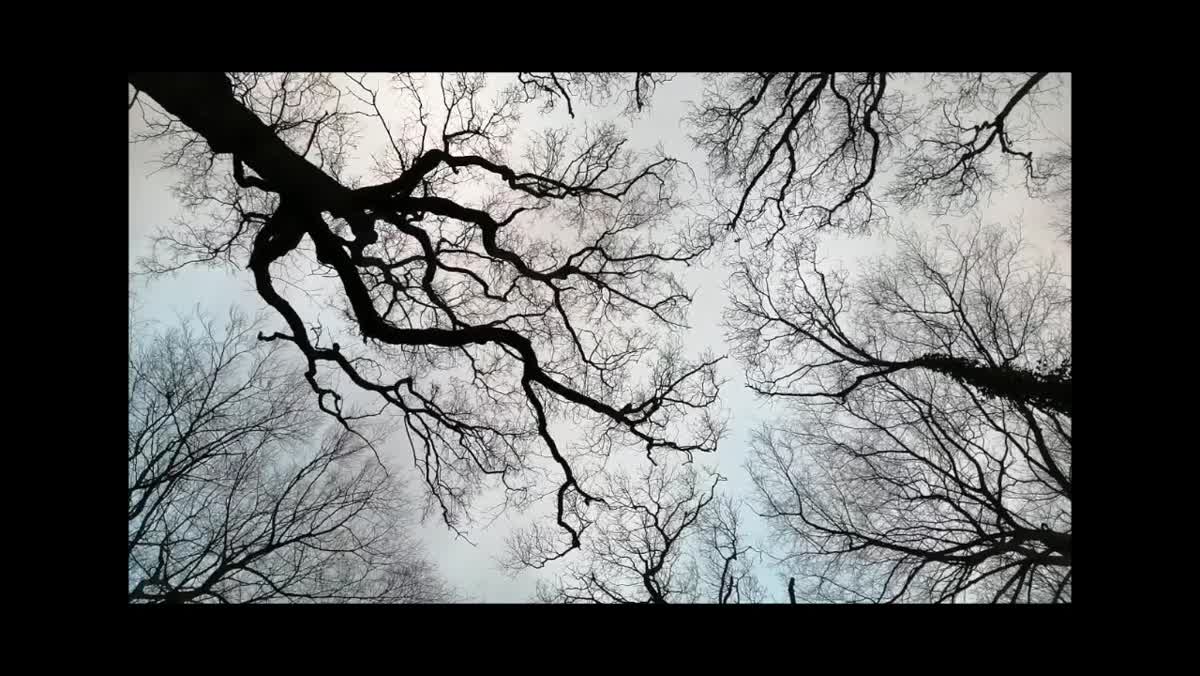 Crown Shyness Foundation