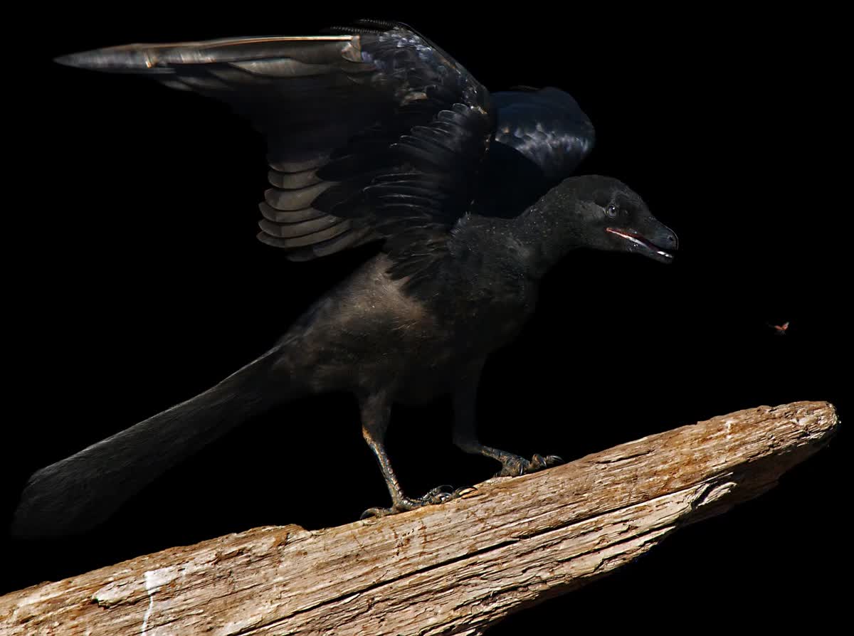 Archaeopteryx Foundation